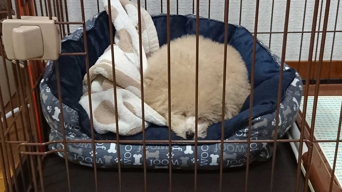 丸まってお餅のようになっているトイプードルの子犬の画像