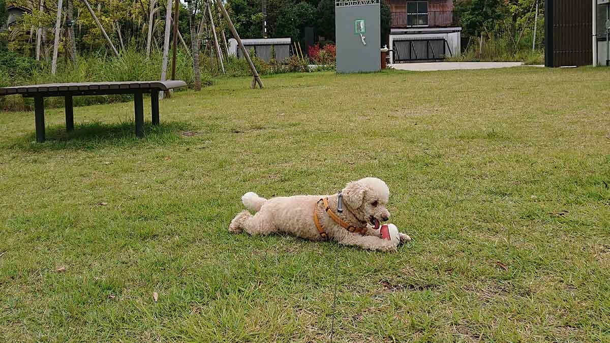 ボールに夢中なトイプードル