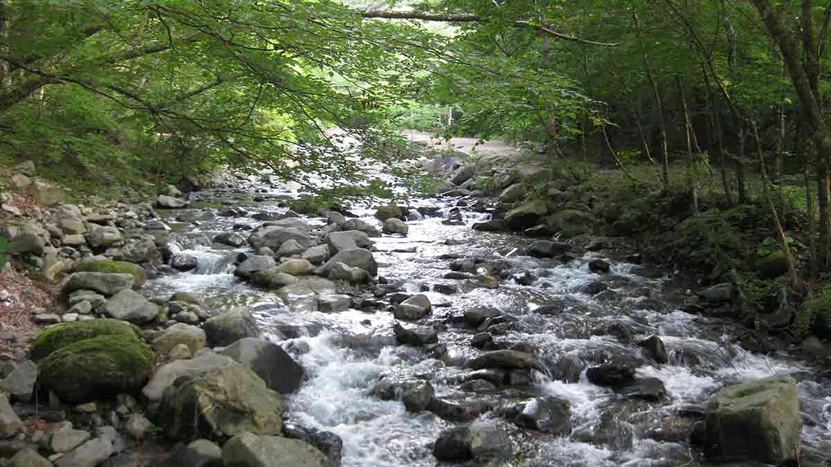 道志の森キャンプ場内を流れているせせらぎの様子