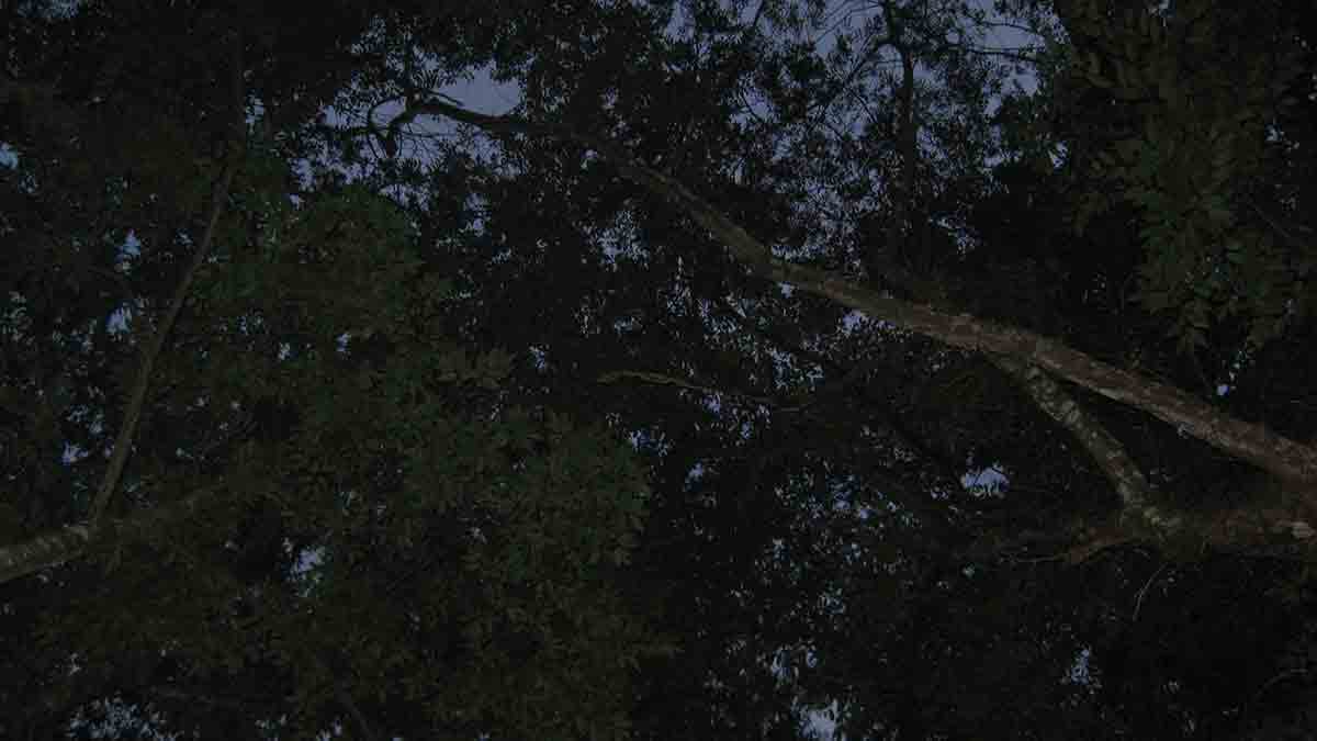 道志の森キャンプ場の夜の森の様子