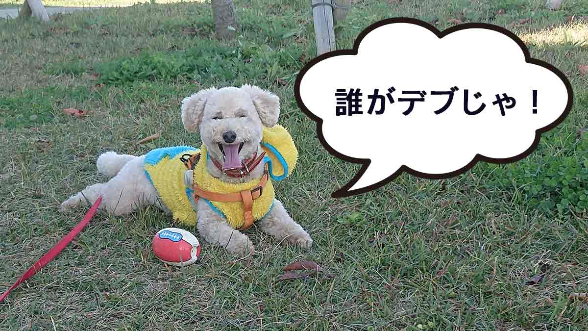 太っていると言われて文句を言っているトイプードルの画像