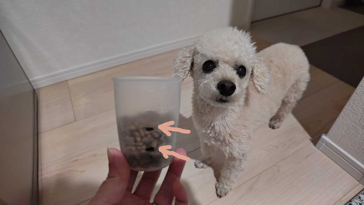 トイプードルのエサの量が一目でわかるように計量カップにしるしをつけている様子