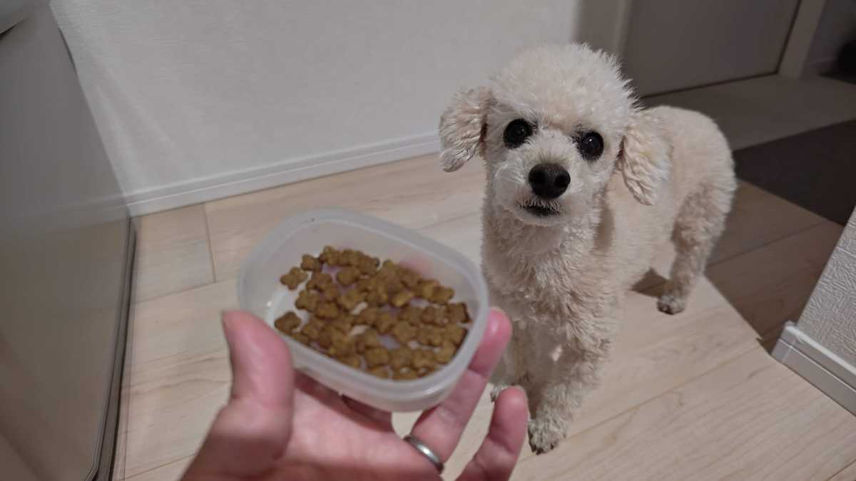 おやつを目の前に、もらえることを期待しているトイプードルの画像