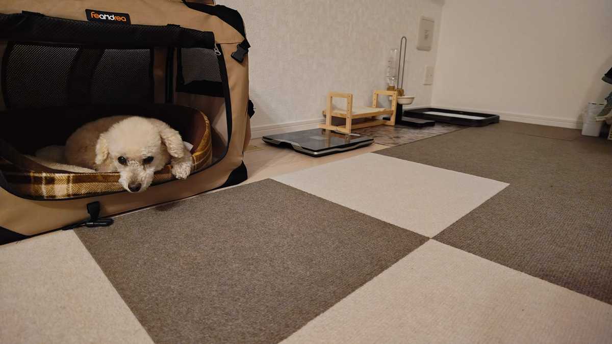 犬用の滑り止め吸着マットを敷き詰めたリビングの様子