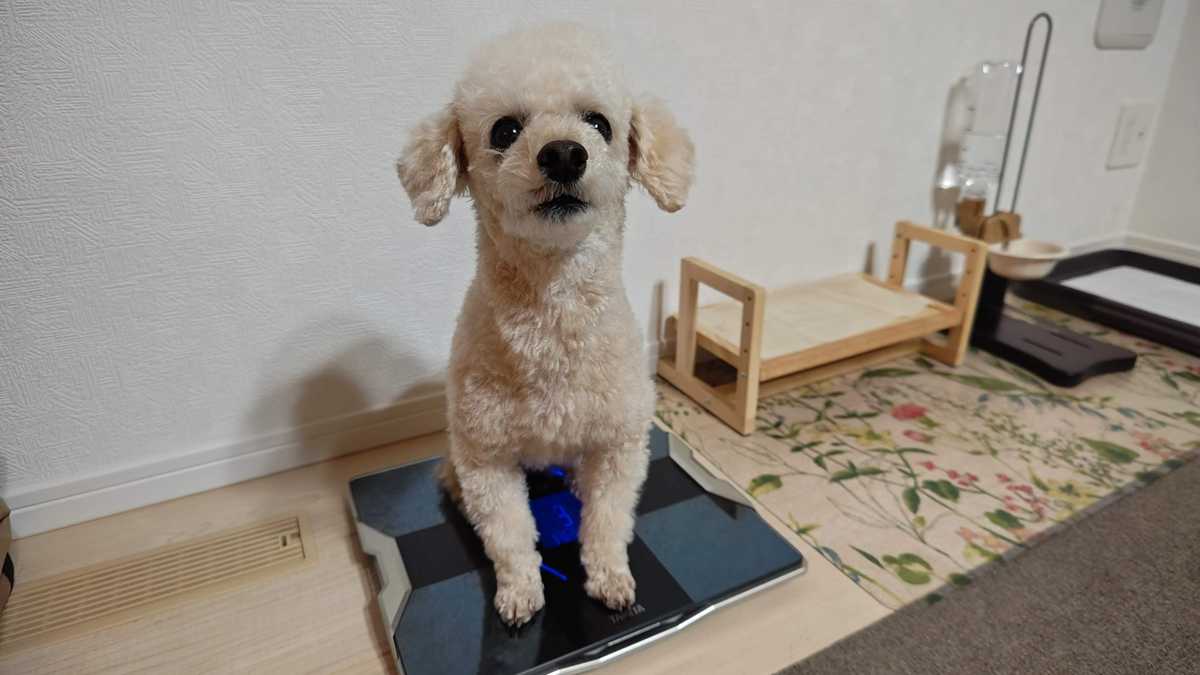 犬が体重を計るために、自ら体重計に乘っている様子
