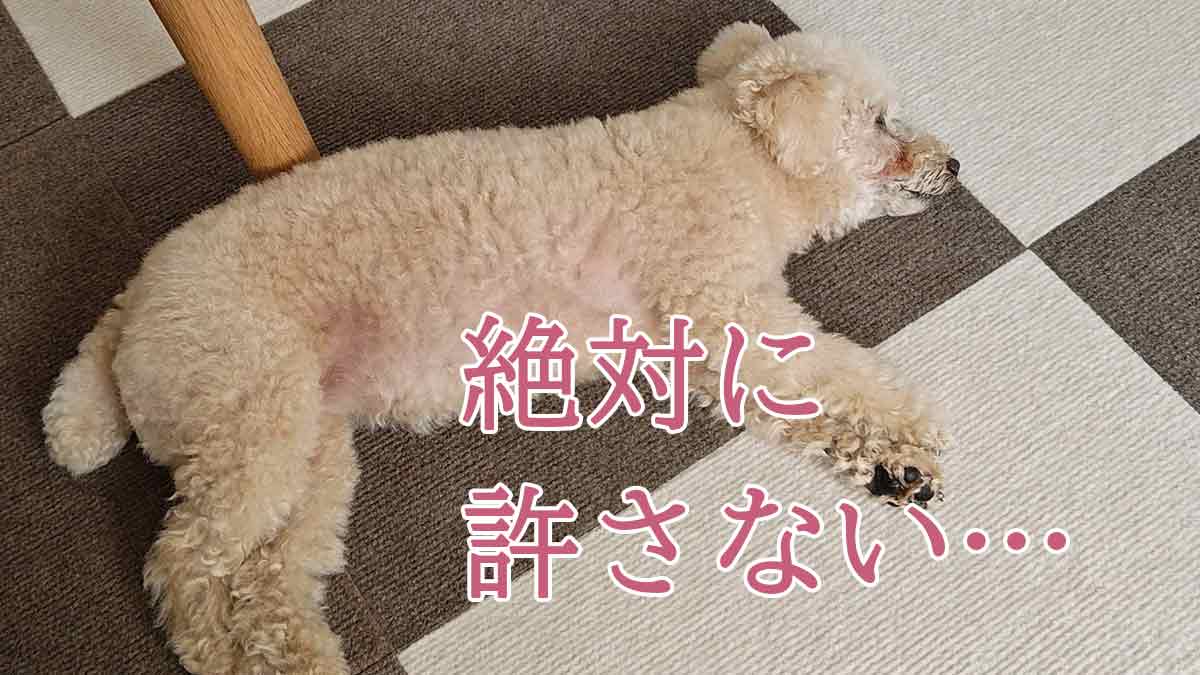 不貞腐れて寝ているトイプードルの様子